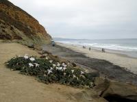 Torrey Pines Beach 